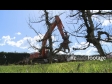 Apple Tree Removed 6 1594